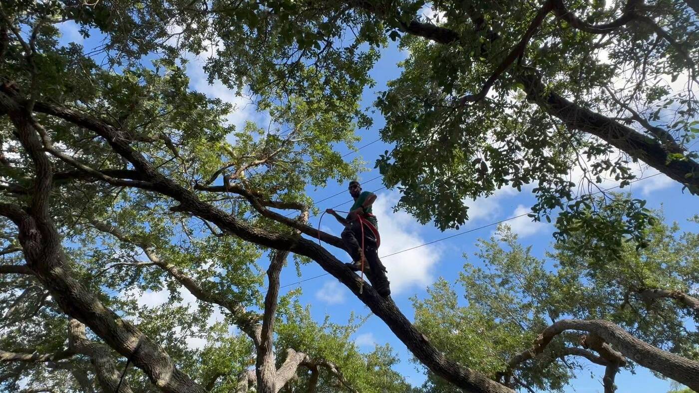Climber working a live oak canopy in Brevard County